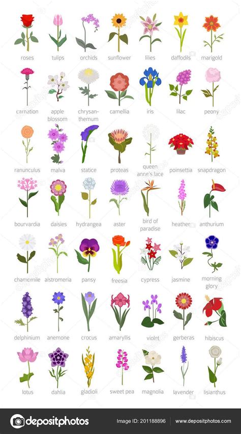 flört most|50 Most Popular Flowers: A Comprehensive Guide to Iconic。